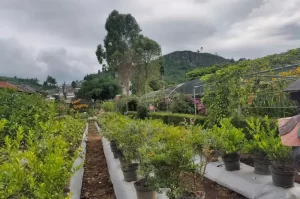 Lembang Begonia Garden, a Garden that is Home to Various Types of Unique Plants