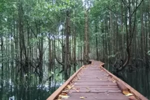 Tourist Attractions in Kutai Kartanegara that Offer Spectacular Views