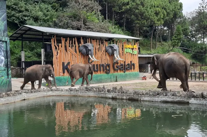 Fun Activities at Lembang Park and Zoo
